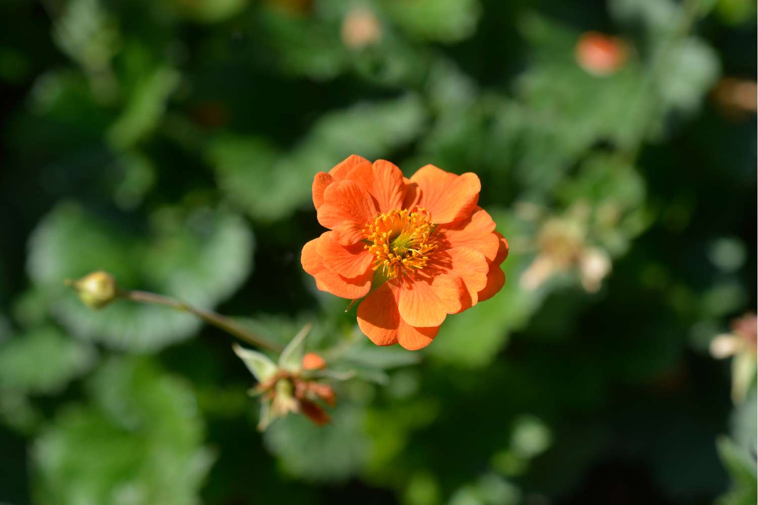 Tarhakellukka 'Princess Juliana'